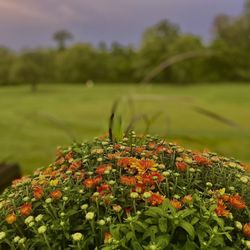 Front Royal Golf Club