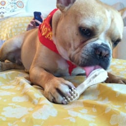 Enjoying his Toothbrush treat.... Enjoying his Toothbrush treat....