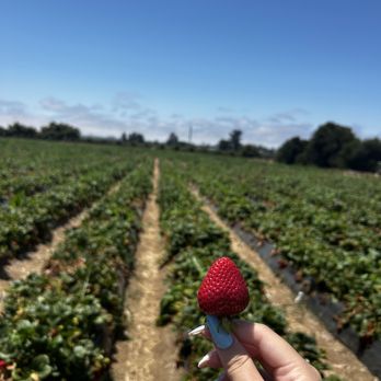 Gizdich Ranch - Field - Bakeries Near Me - Watsonville, California