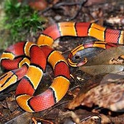 Red Racer Landscaping - Red Racer Landscaping Company