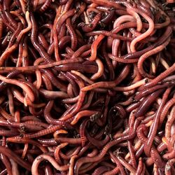 Seriously Worms - Red wigglers ready to ship!