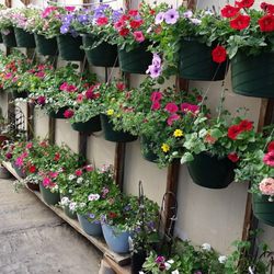Barefoot Gardens