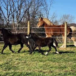 HH-Stonewall Farm - Happy healthy horses and ponies with updated fencing