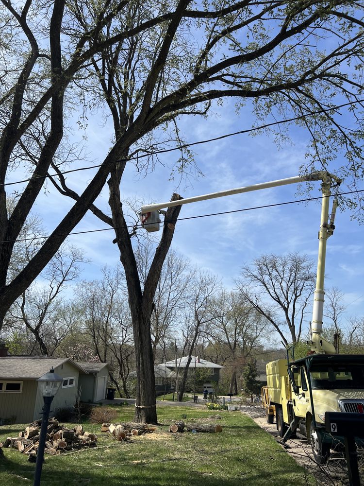 Family Tree Service - tree service in Marion, IA