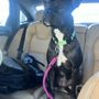 Photo of Lidia's Vet Service and Grooming