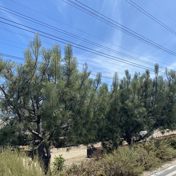 Santa Ana River Trail - Interesting trees full of noisy birds - Hiking Near Me - Orange, California Santa Ana River Trail - Interesting trees full of noisy birds - Hiking Near Me - Orange, California