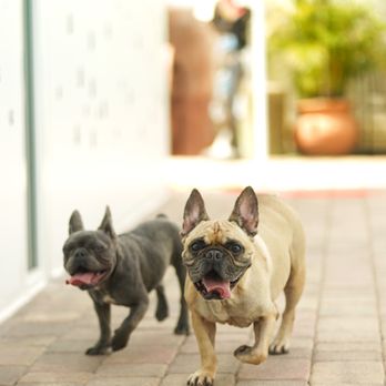 Asger K9 - Pet Training Near Me - Hialeah, Florida Asger K9 - Pet Training Near Me - Hialeah, Florida