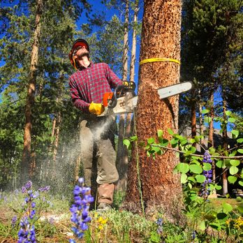 TSH Tree Service - Tree Services Near Me TSH Tree Service - Tree Services Near Me