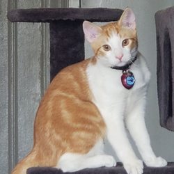 armory animal hospital bronx