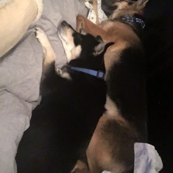 The Barking Lot - Snuggle time while fireworks go off on 4th of July - Animal Shelters Near Me - Ramona, California The Barking Lot - Snuggle time while fireworks go off on 4th of July - Animal Shelters Near Me - Ramona, California