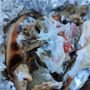 Photo of Big Bens Gyros Pita Planet