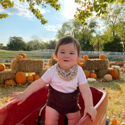 Huddin Homestead Fun Farm - The little cart train is popular amongst the youngest.