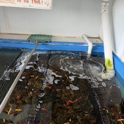 Gardner's Wharf Seafood - Lobsters