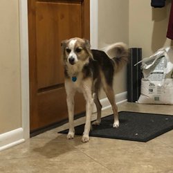 Lawing Dog Training - Tomas is working on his doorway manners.