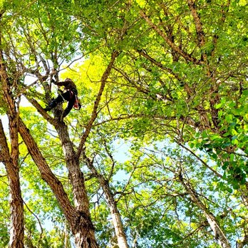 Austin's Tree Services - Tree Services Near Me Austin's Tree Services - Tree Services Near Me