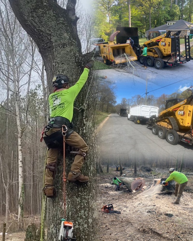 Lumberjacks Cutting Trees - tree service in Roswell, GA