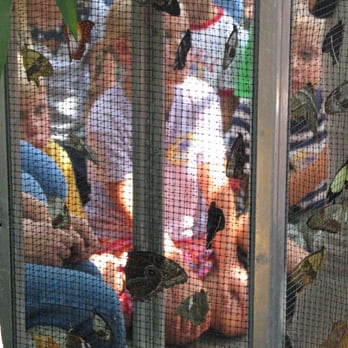 Butterfly Pavilion - Anxious for the butterfly release! - Museums Near Me - Westminster, Colorado Butterfly Pavilion - Anxious for the butterfly release! - Museums Near Me - Westminster, Colorado