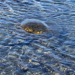 Kaloko-Honokohau National Historical Park - Turtle in the water