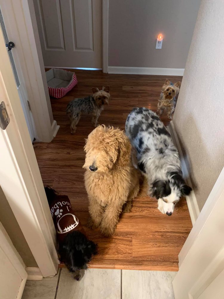 PET NANNY PEGGY Updated August 2024 12 Photos Nederland, Texas