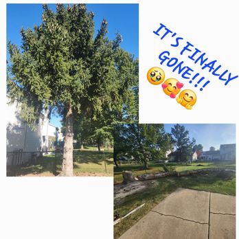 Juniors Tree Service - Tree Services Near Me Juniors Tree Service - Tree Services Near Me