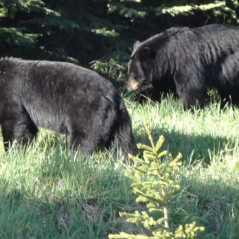 Kootenay National Park - Black Bears - Hiking Near Me - Radium, British Columbia