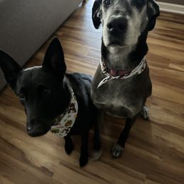 Fresh from their appointment with a cute bandanna Fresh from their appointment with a cute bandanna