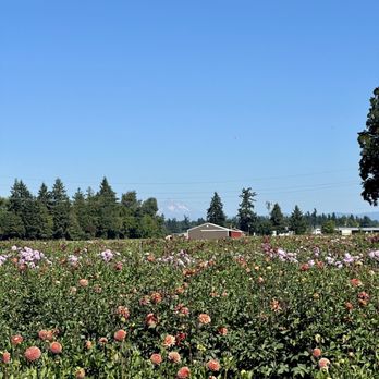 Swan Island Dahlias - Dahlias and Mt. Hood in the background - Nurseries & Gardening Near Me - Canby, Oregon