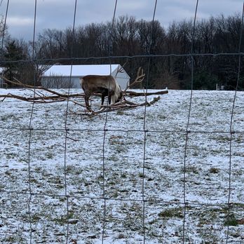 Reindeer Ranch - Reindeer - Tours Near Me - Kalamazoo, Michigan Reindeer Ranch - Reindeer - Tours Near Me - Kalamazoo, Michigan