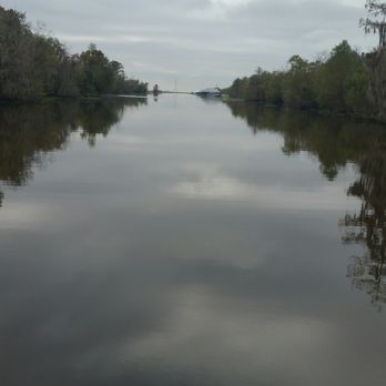 Cajun Critters Swamp Tour - Swamp scenery. - Tours Near Me - Westwego, Louisiana