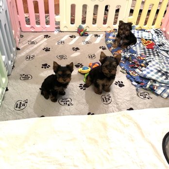 Supreme Pups - Pet Sitting Near Me Supreme Pups - Pet Sitting Near Me