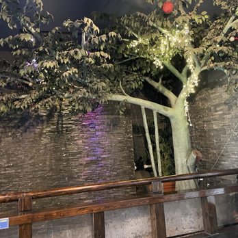 Hibachi Buffet - Clearwater - a tree in a restaurant - Chinese Near Me - Clearwater, Florida Hibachi Buffet - Clearwater - a tree in a restaurant - Chinese Near Me - Clearwater, Florida