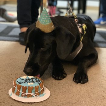 Biscuits Pet Boutique - Enjoying his 1st of many birthday cakes to come:) - Pet Stores Near Me - San Jose, California Biscuits Pet Boutique - Enjoying his 1st of many birthday cakes to come:) - Pet Stores Near Me - San Jose, California