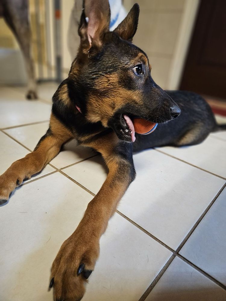 Dog Days Image