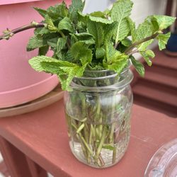 Que's Bar & River Deck - Yummy mint leaves growing up to be enjoyed in our beverage