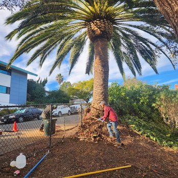 Cowboys Tree Service - We do palm trees - Tree Services Near Me Cowboys Tree Service - We do palm trees - Tree Services Near Me