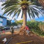 Photo of Cowboys Tree Service