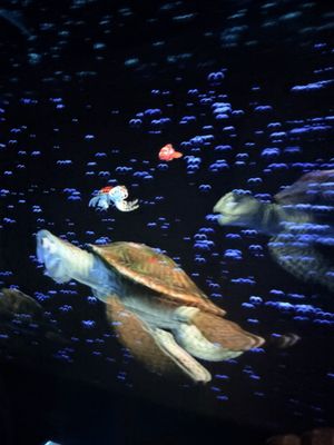 The Seas with Nemo & Friends by null