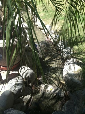 Two Bunch Palms by null