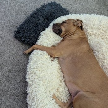 AZ Pet Stylist - Cali is always ready for a nap after her bath and brush. - Pet Groomers Near Me - Queen Creek, Arizona