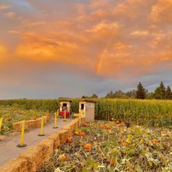 Country Pumpkins