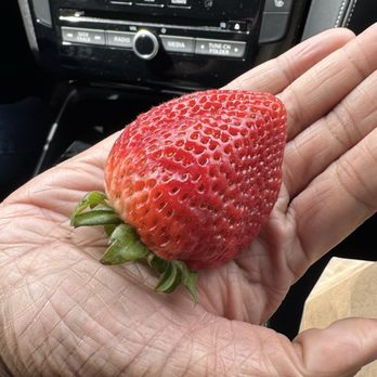 Thacker Berry Farms - Atlantic - Erehwon's $20 could never!! Get a basket full of these fresh strawberries instead! - Farmers Market Near Me - Long Beach, California Thacker Berry Farms - Atlantic - Erehwon's $20 could never!! Get a basket full of these fresh strawberries instead! - Farmers Market Near Me - Long Beach, California