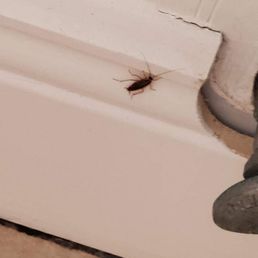 Roaches Roaches