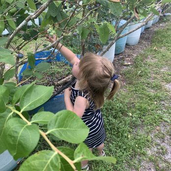 Lutz Blueberry Farm - Learning to pick the blue, leave the green - Pick Your Own Farms Near Me - Lutz, Florida Lutz Blueberry Farm - Learning to pick the blue, leave the green - Pick Your Own Farms Near Me - Lutz, Florida