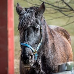 Muscoot Farm - Tina enjoying her retirement from the NYPD.