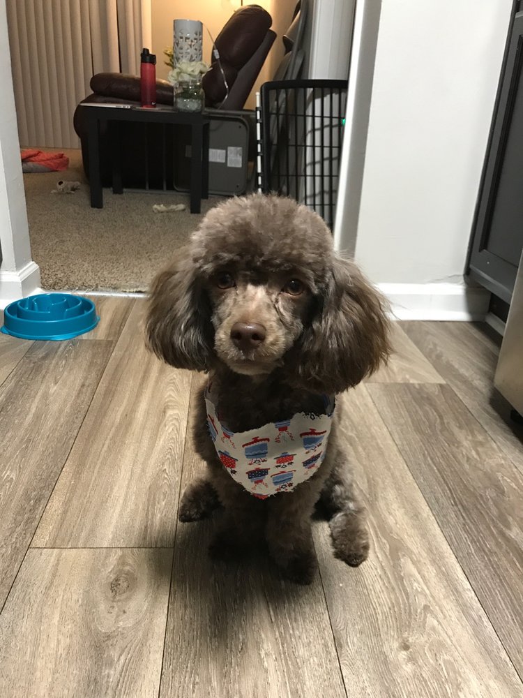 PET GROOMING BY NATALIA 11 Photos 263 W Valley ave, Homewood