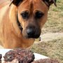 Photo of Brookville Road Animal Hospital