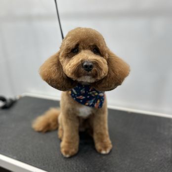 Petway Mobile Pet Grooming - Pet Groomers Near Me Petway Mobile Pet Grooming - Pet Groomers Near Me