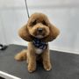 Photo of Petway Mobile Pet Grooming