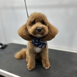 Petway Mobile Pet Grooming