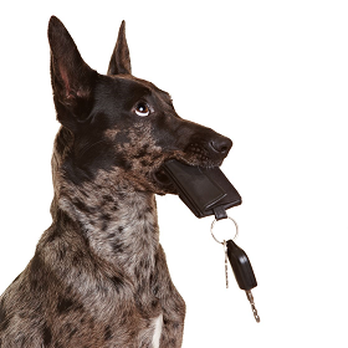 Pet Taxxi - Your pal is trying to tell you something... - Pet Transportation Near Me Pet Taxxi - Your pal is trying to tell you something... - Pet Transportation Near Me